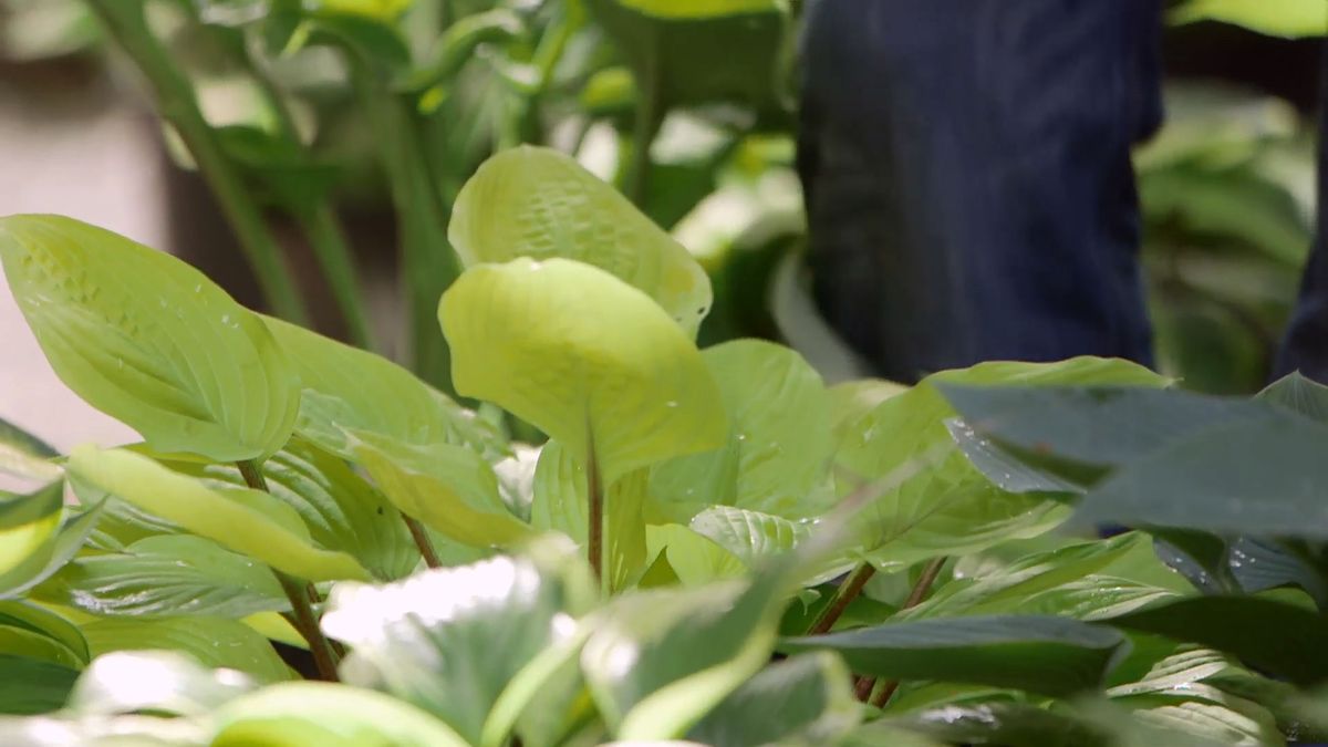 brico 0913 3 variedades hostas hermosas hosta tallo rojo