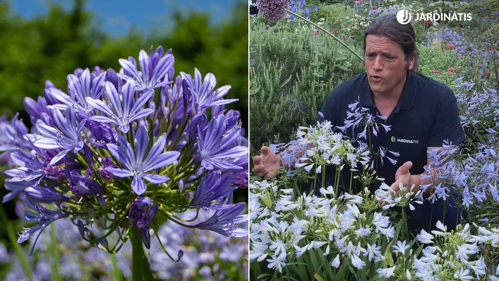 todo sobre el agapanto jardinatis xl