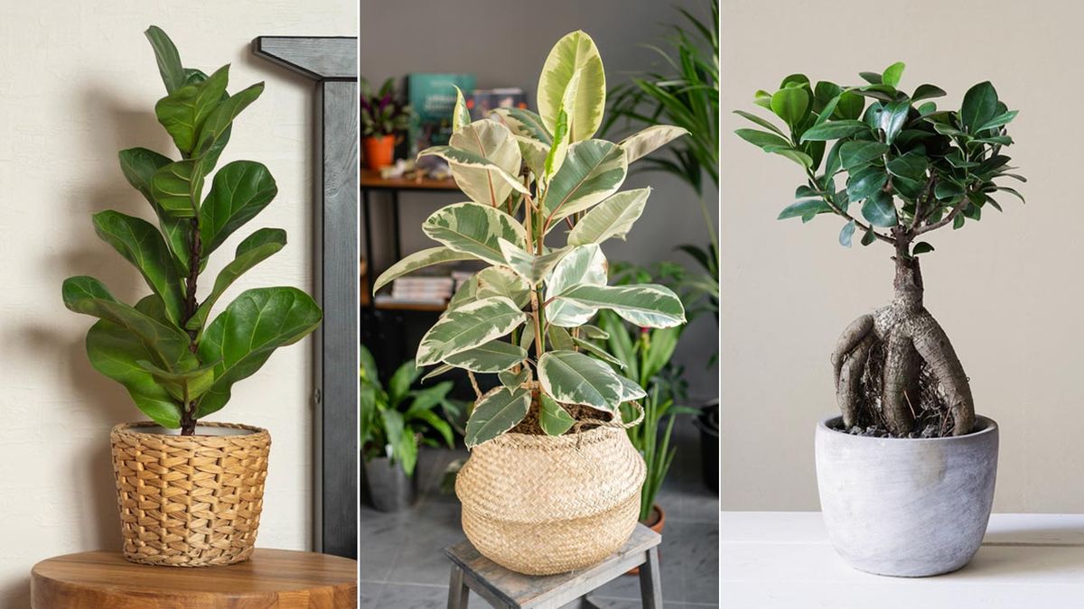 tipos de ficus caracteristicas cuidados trasplante deco 084