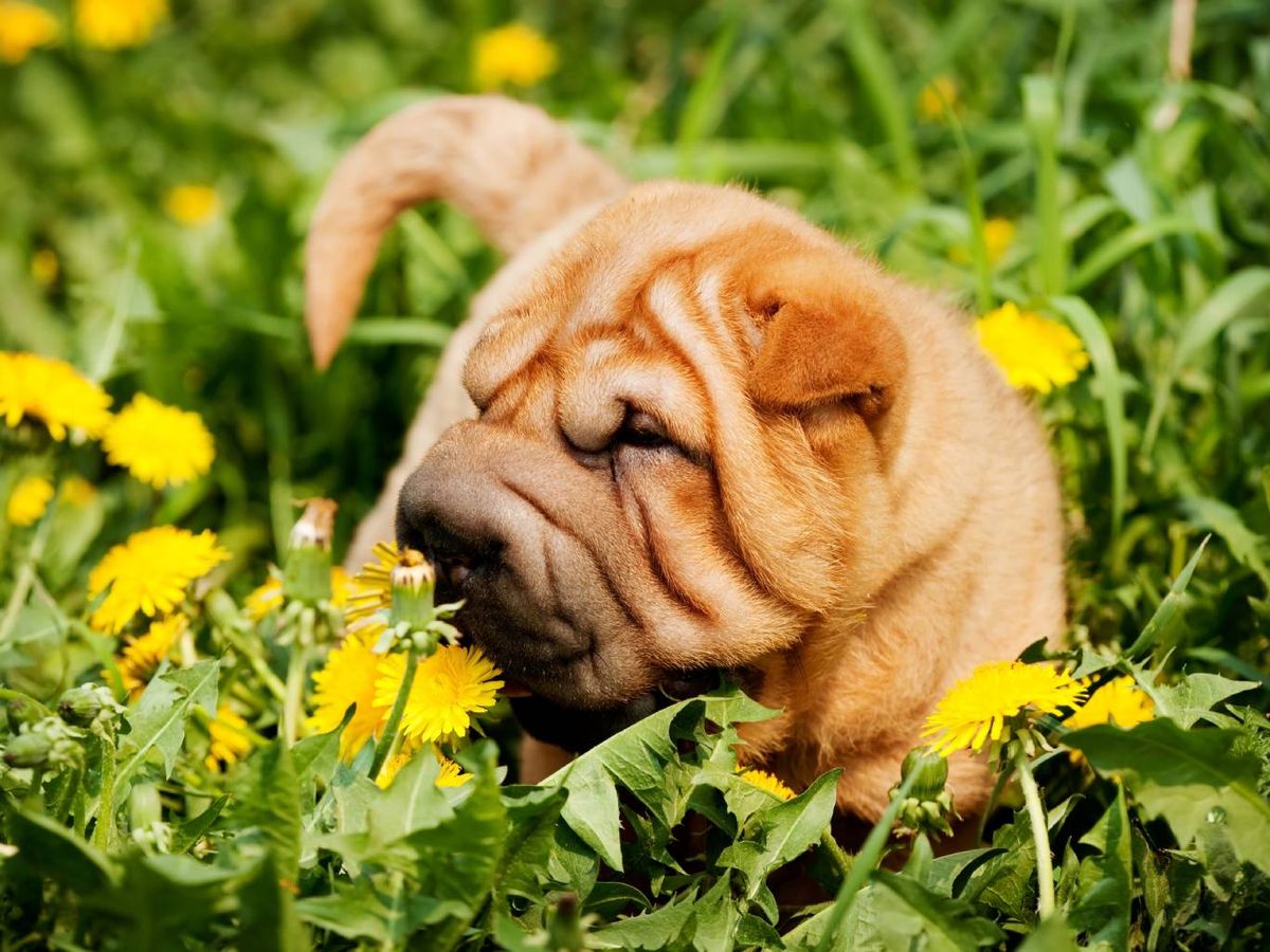 El motivo está relacionado con las arrugas de su piel, que se deben a una mutación genética.