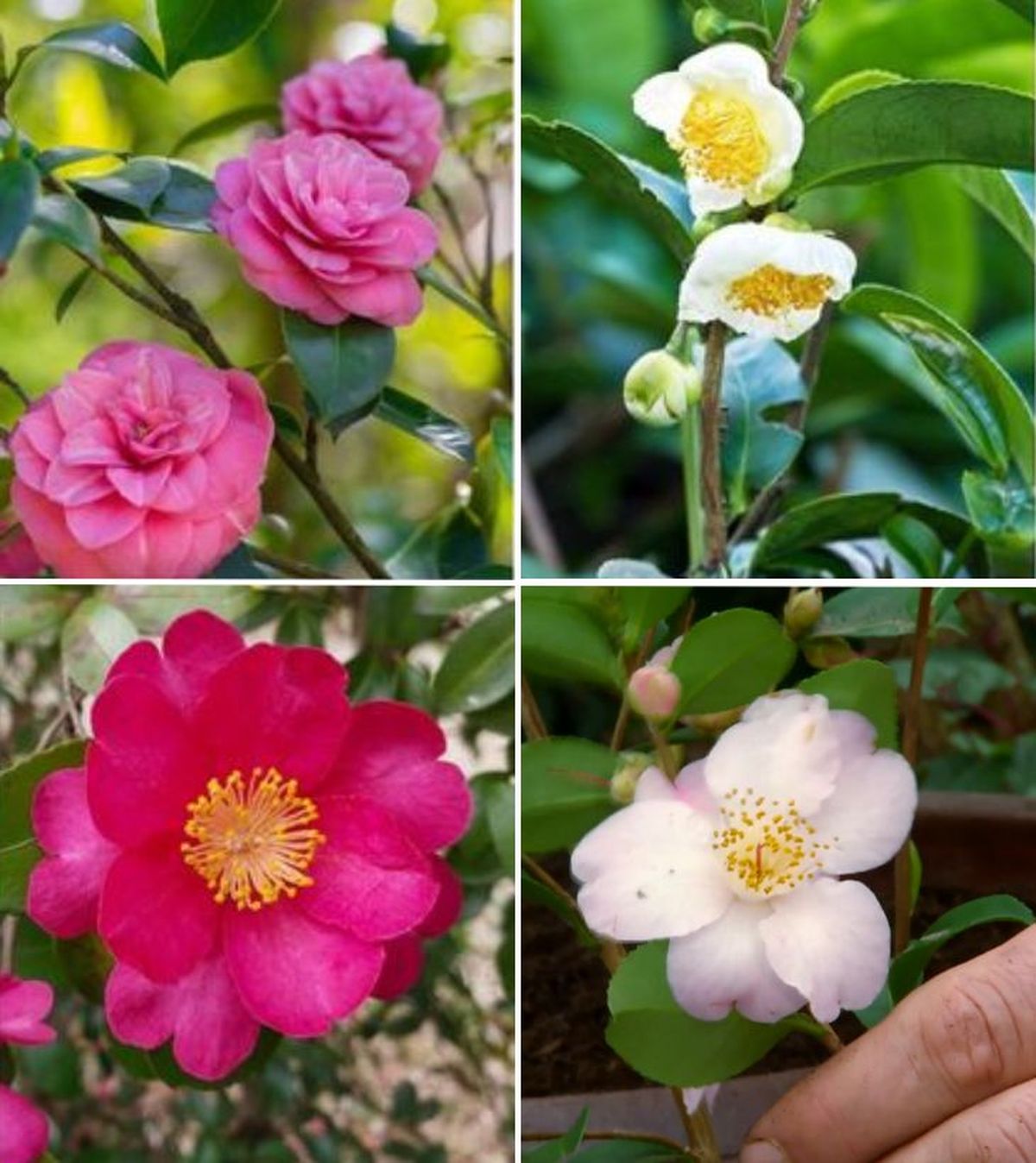 De izq, a drch: Camellia japonica, Camellia sinensis, Camellia sasanqua y Camellia cinnamon scentsation
