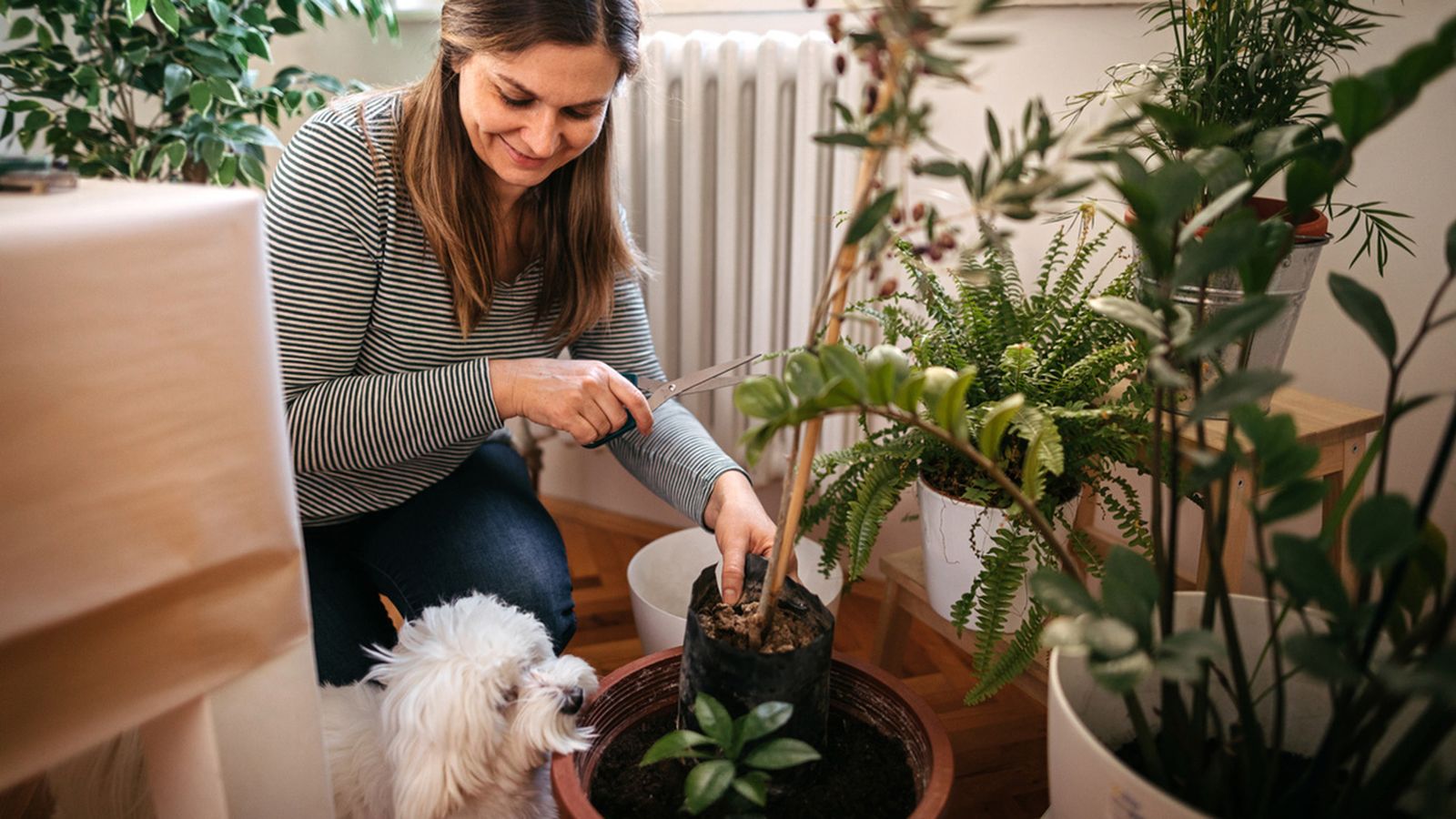 Septiembre es un mes ideal para apostar por nuevos proyectos jardineros