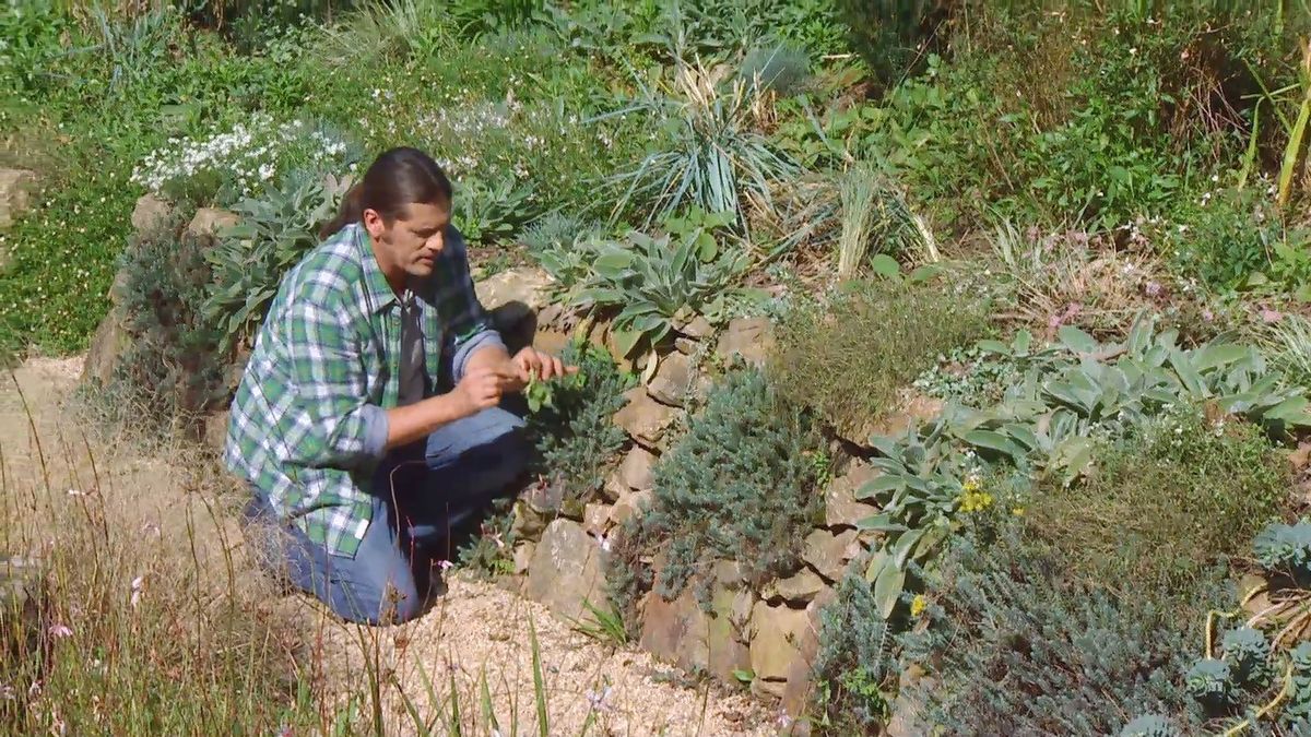 deco 674 plantas muros plantel stachys lanata