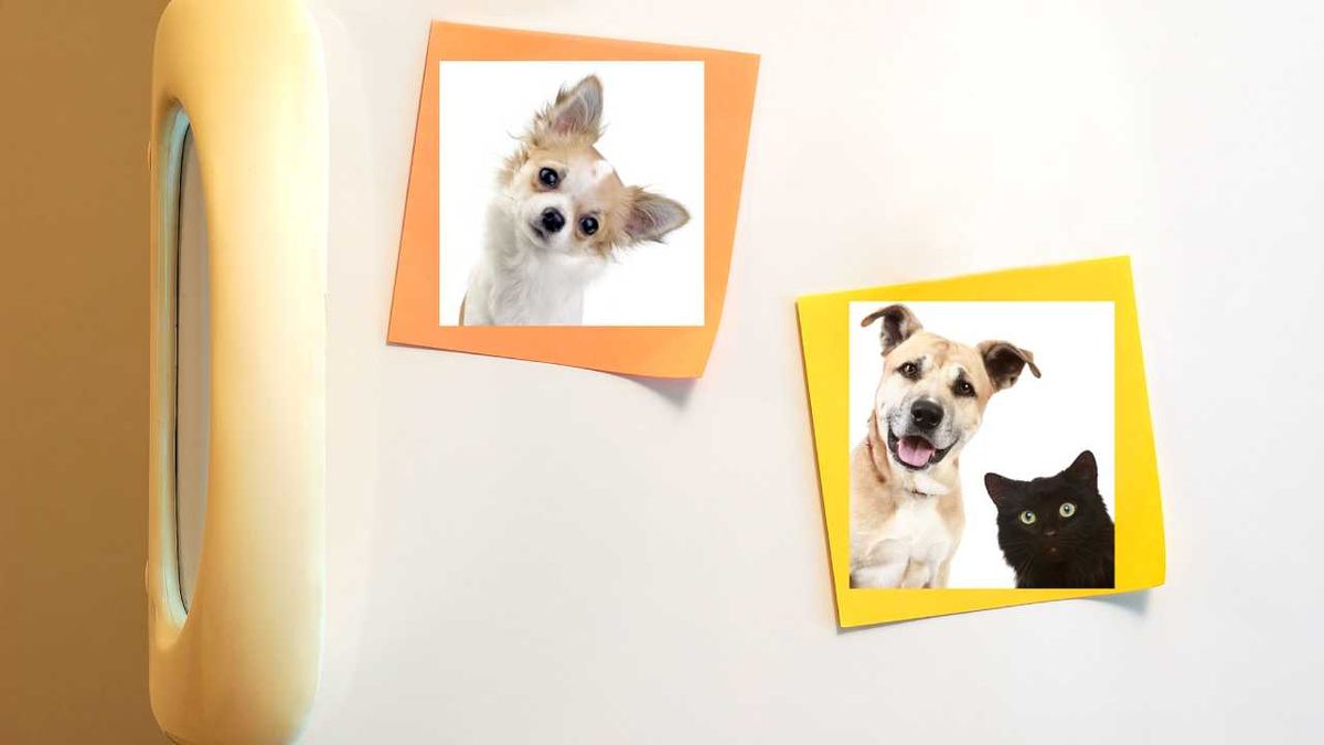 Imanes con fotos de animales puestos en la nevera.