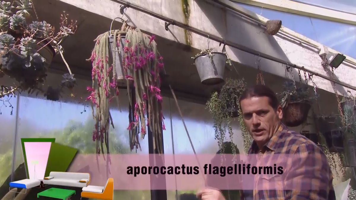 deco 692 cuidados aporocactus flagelliformis