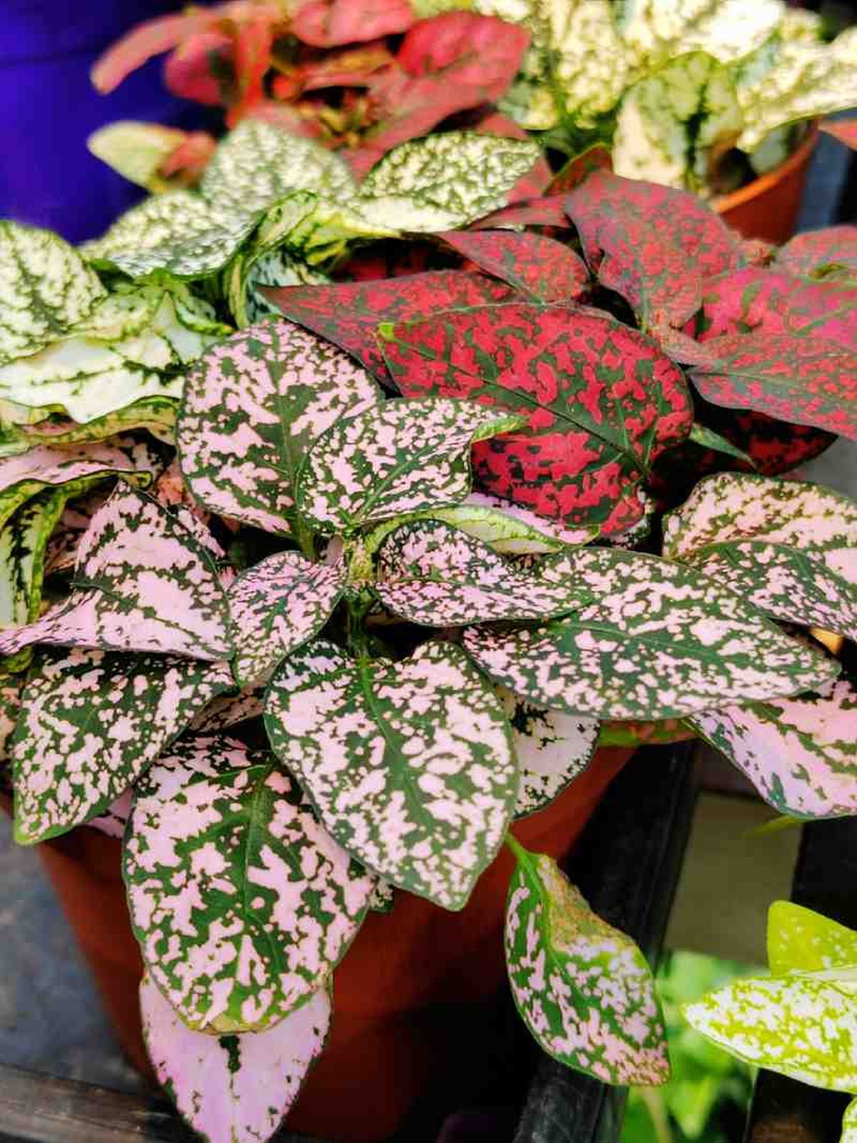 Las tonalidades de las hojas del Hypoestes phyllostachya son únicas