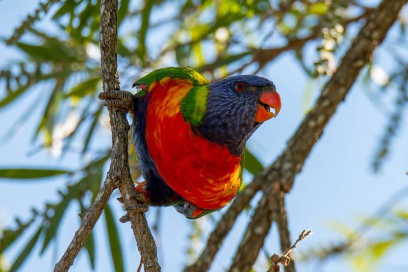 Esta especie de ave necesita una jaula amplia y espaciosa, donde pueda volar y moverse libremente.
