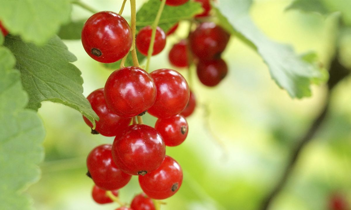 Cómo podar un grosellero