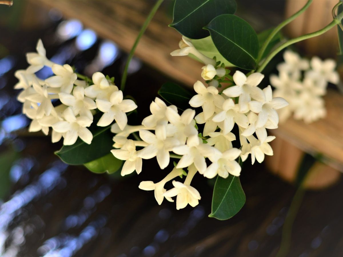 El jazmín de Madagascar es una planta trepadora y arbustiva.