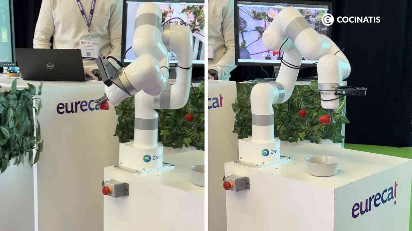 robot recolector de fresas