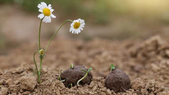 bomba de semilla germinando