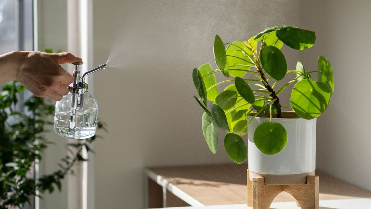 planta be green segura para perros