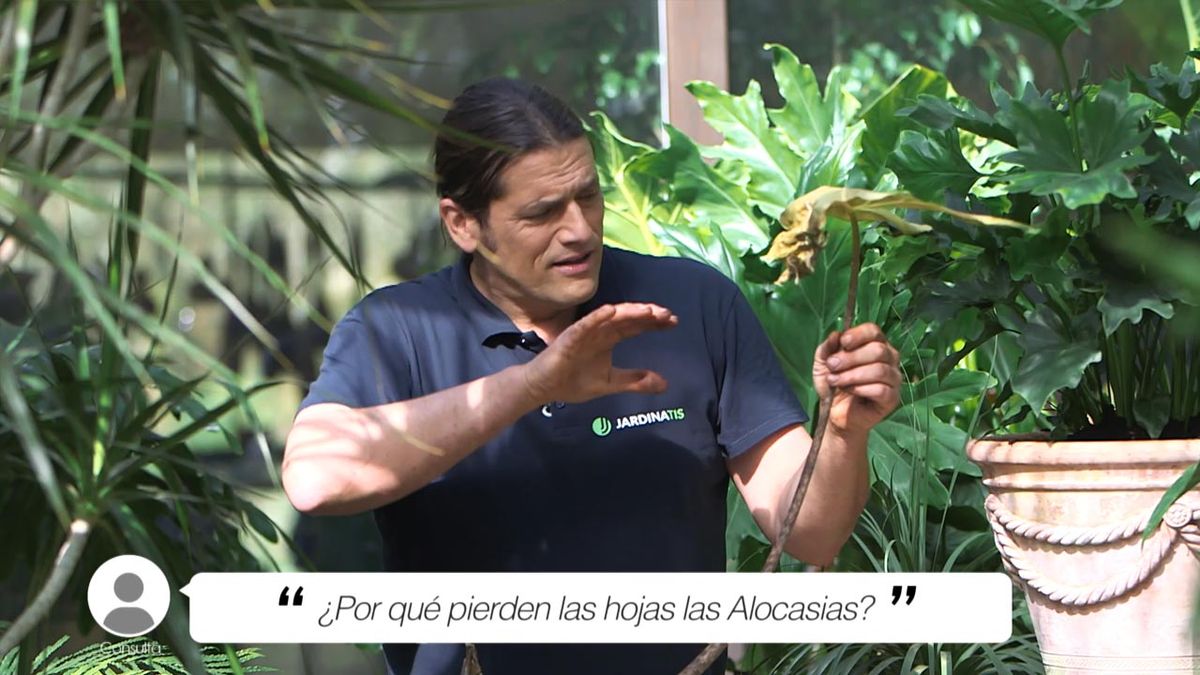 por que pierden las hojas las alocasias xl