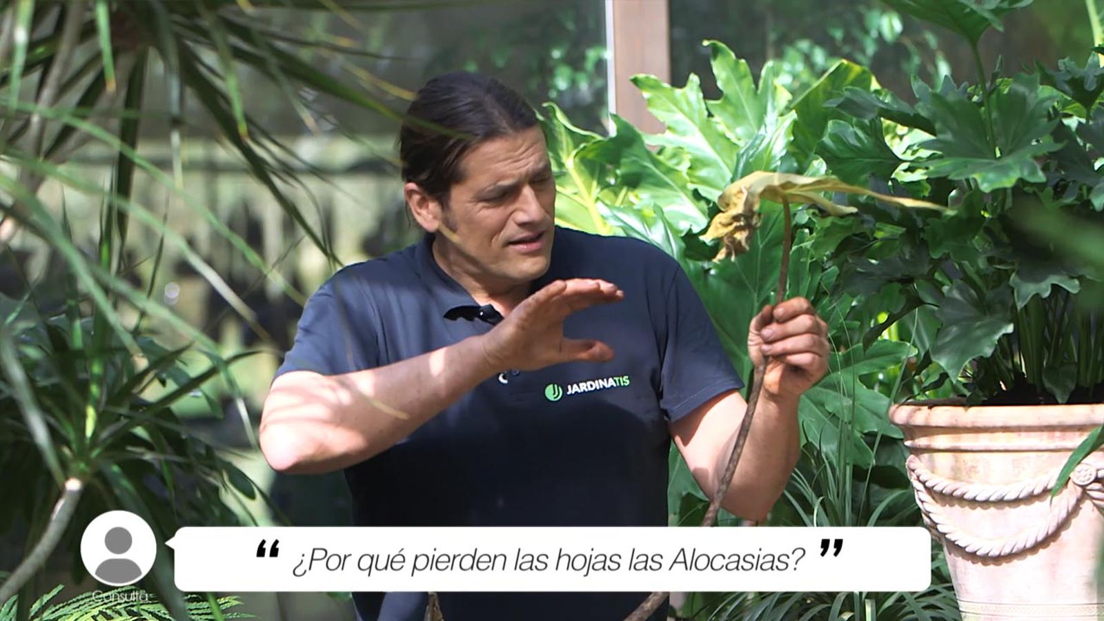 por que pierden las hojas las alocasias xl