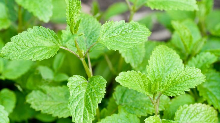 menta