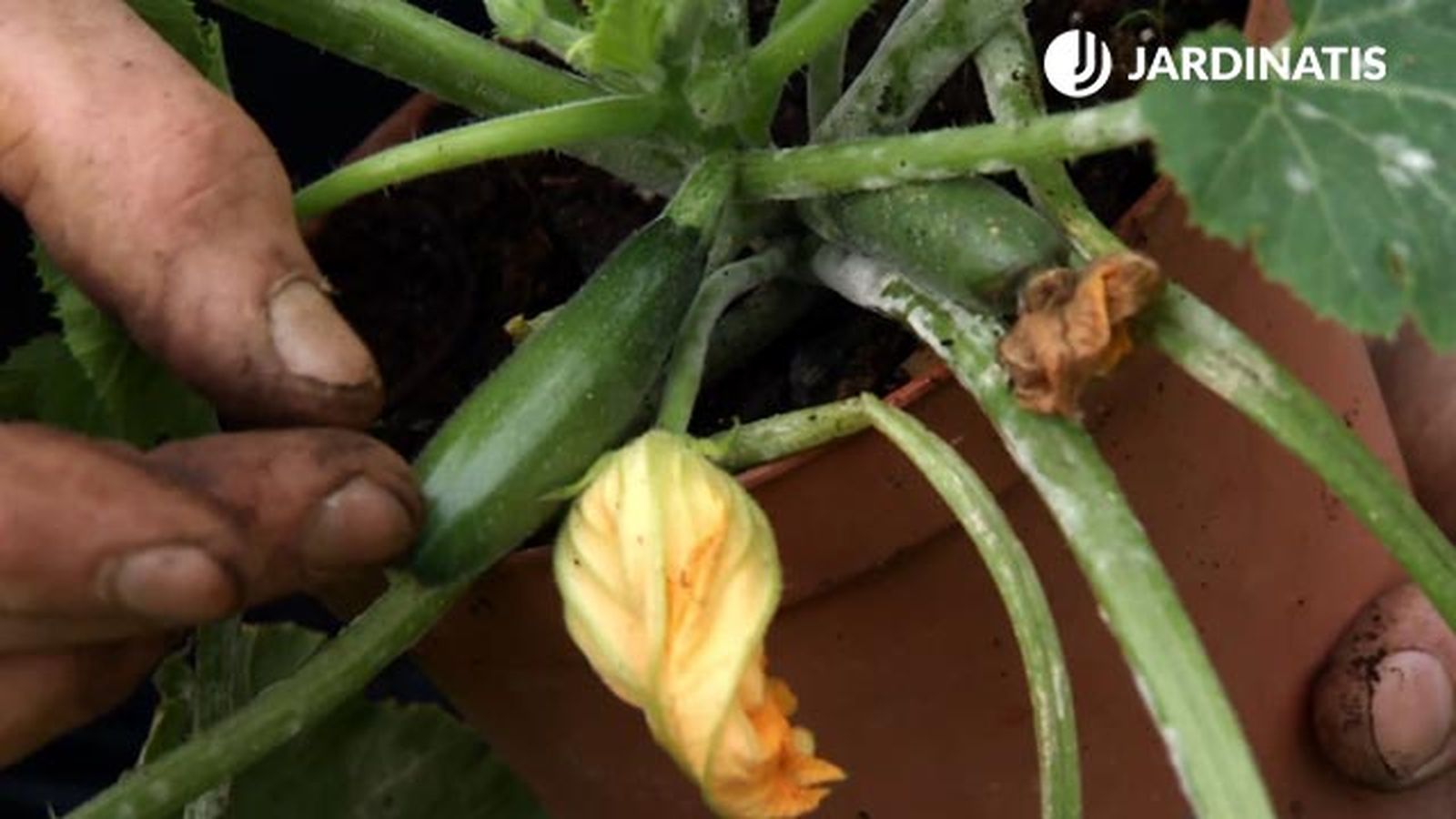 flor hembra del calabacin polinizada deco 655 jardin