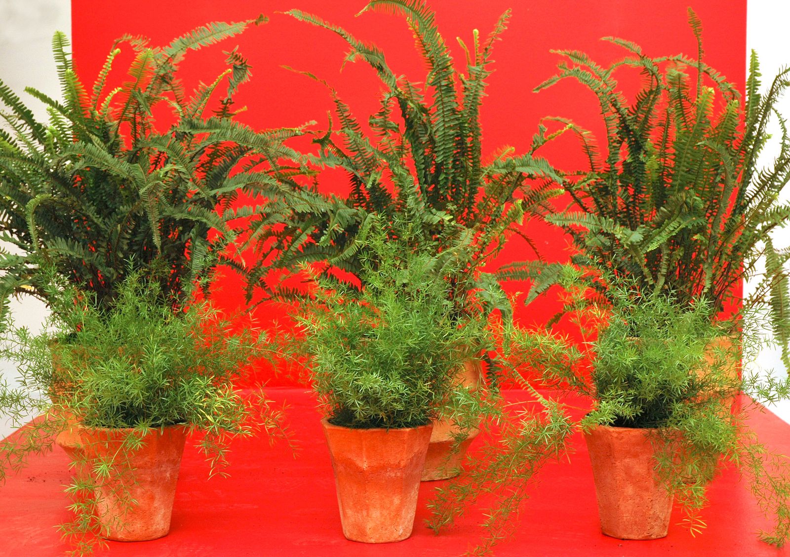 Composición con helechos y esparragueras