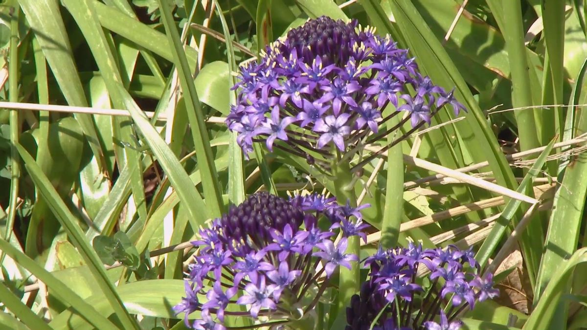 deco 693 jardineria scilla peruviana cuidados
