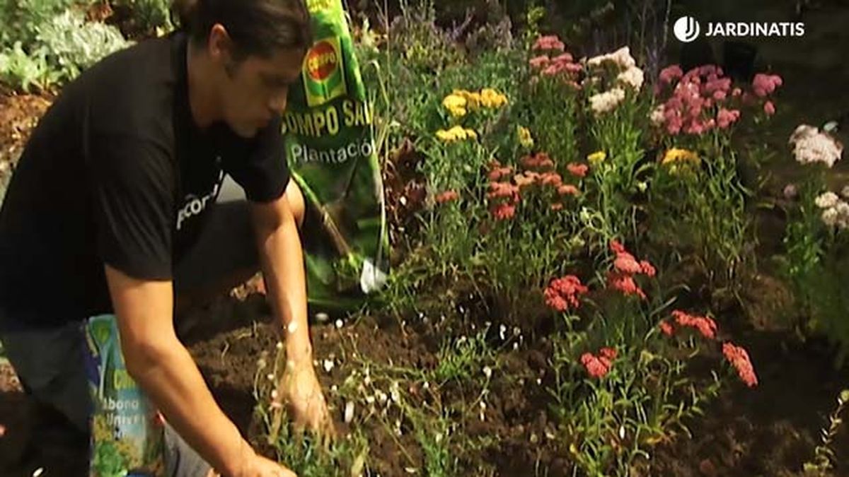 plantacion milenramas salvia rusa margaritas cimarronas brico 658 jardin