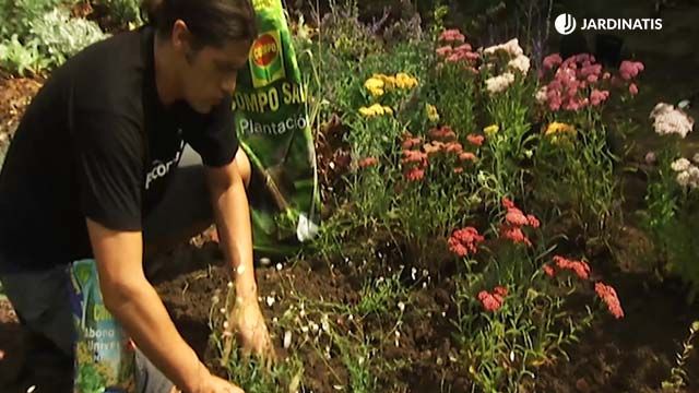 plantacion milenramas salvia rusa margaritas cimarronas brico 658 jardin