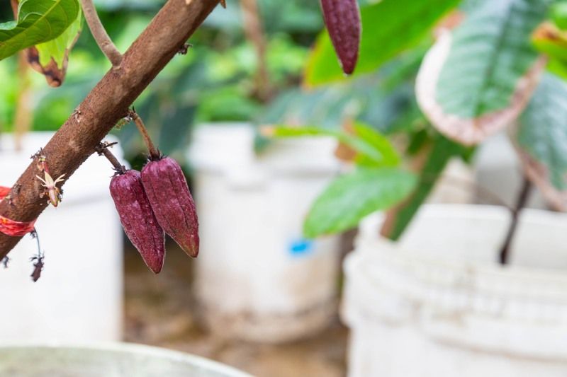 Fruto de la planta del cacao