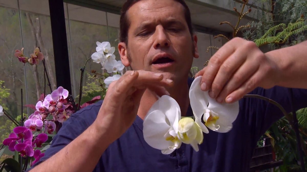 deco 659 eliminar plaga cochinilla interior flores orquidea