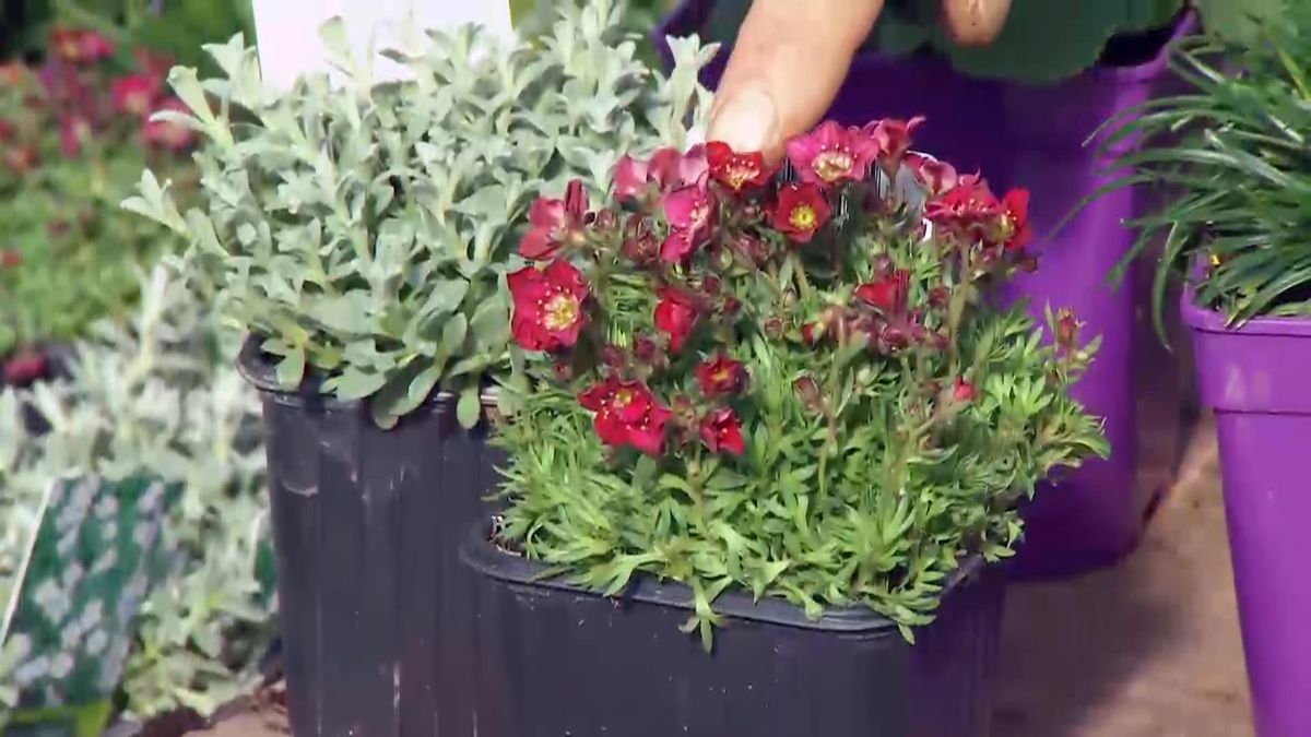 deco 687 plantas rocalla asifraga