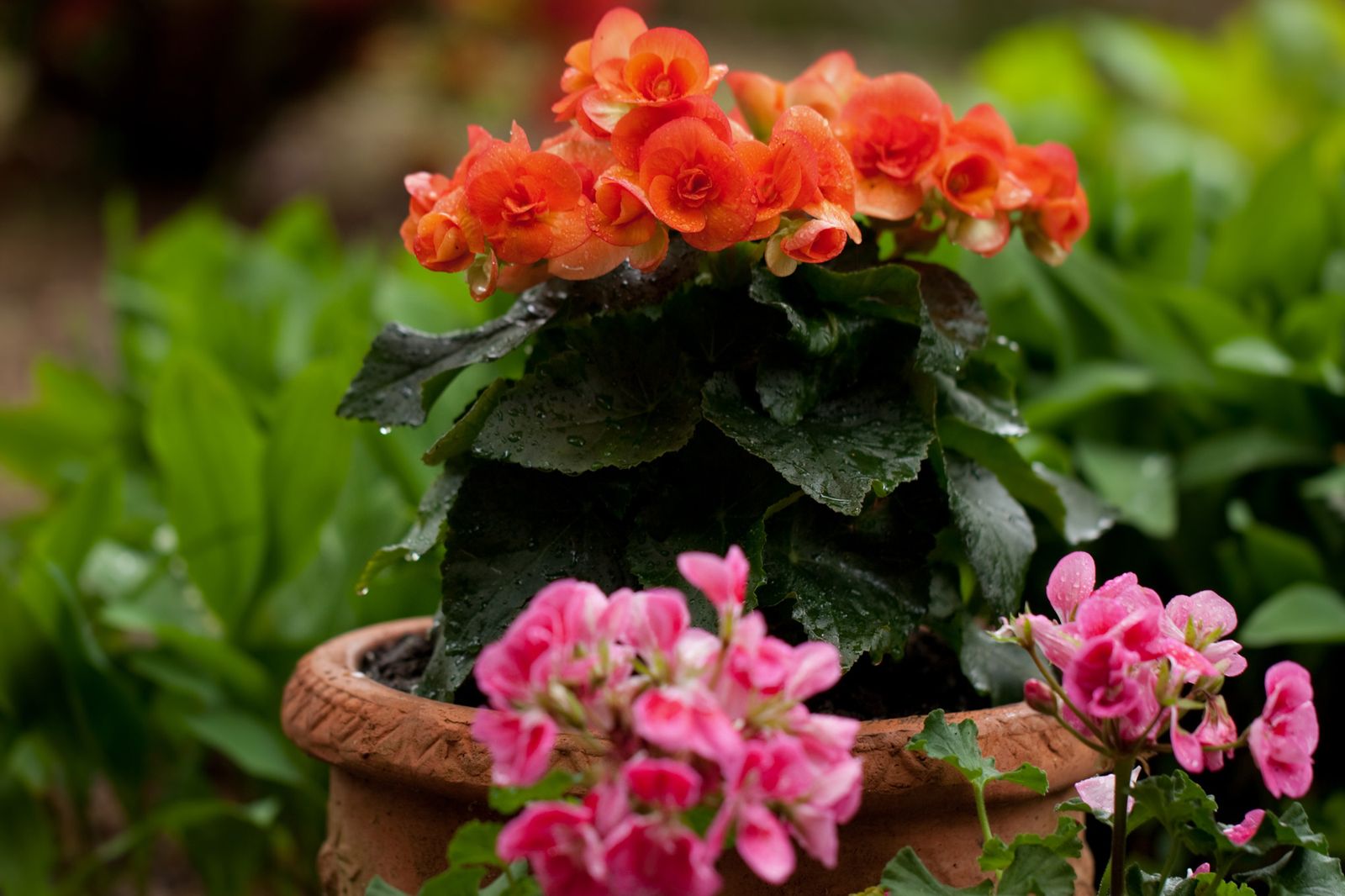 Plantaciones para zonas sombrías