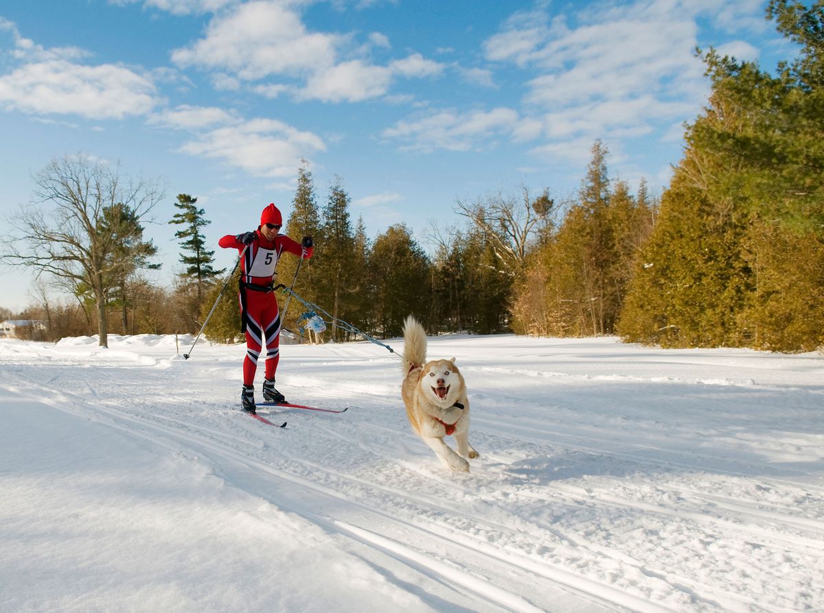 mascotas deportes invierno skijoring