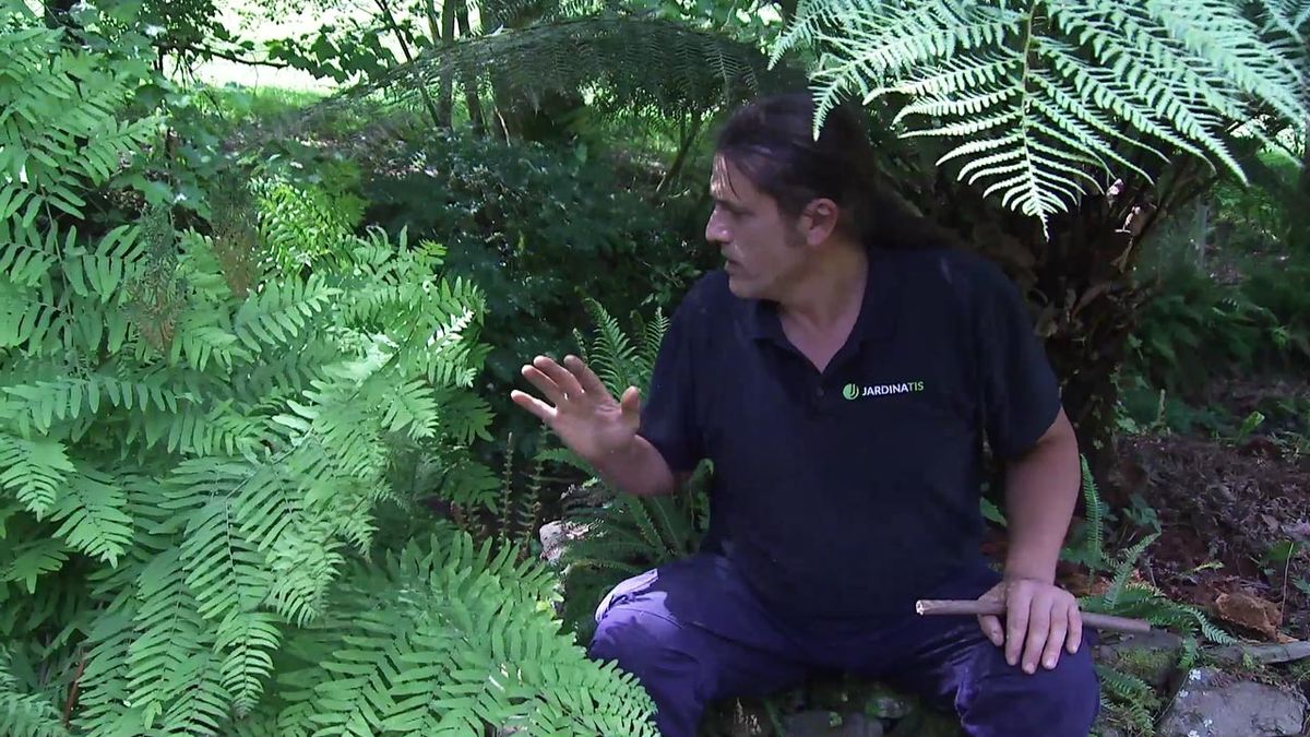 deco778 helecho real osmunda regalis