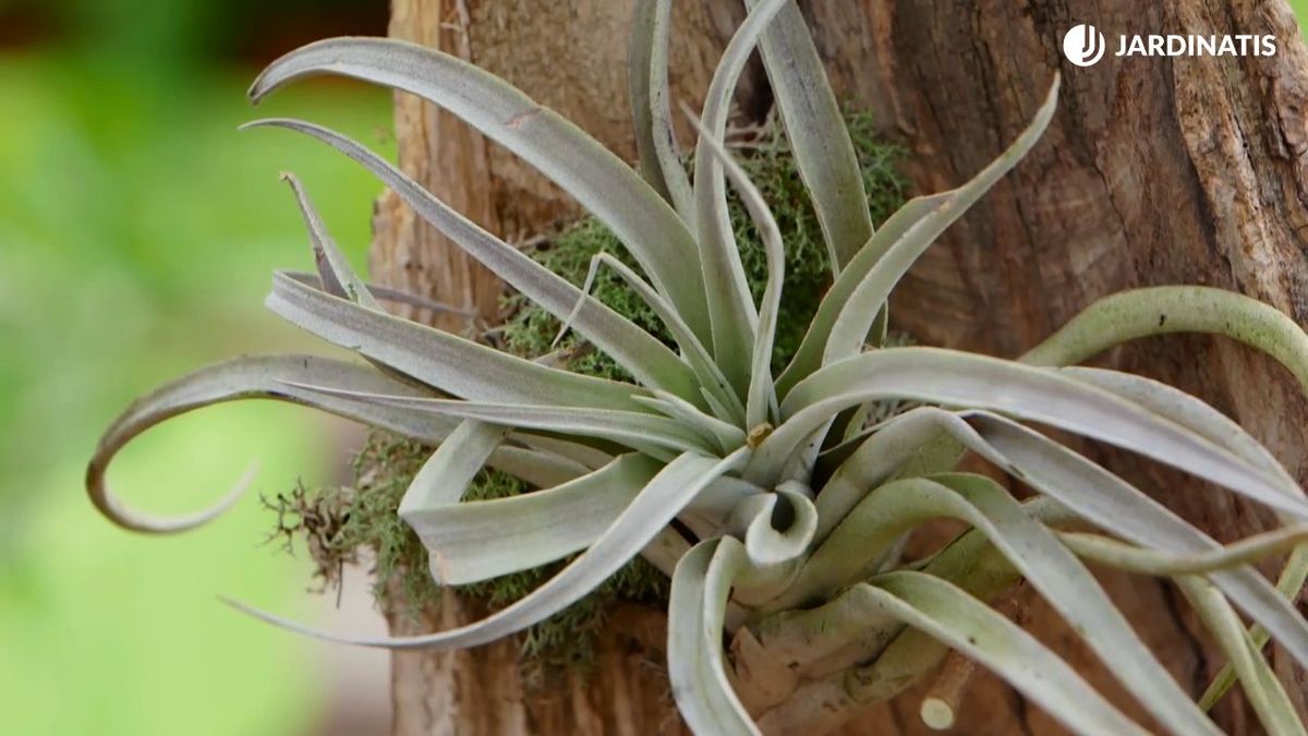 Clavel del aire o Tillandsia