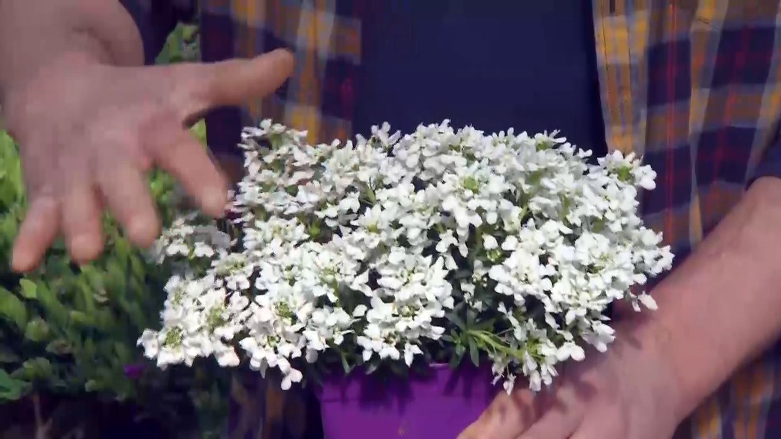 deco 687 plantas rocalla iberis
