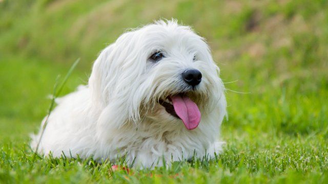 coton de tulear 4