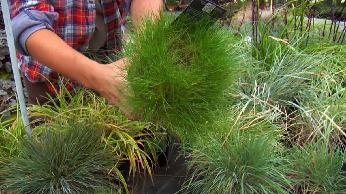 deco jardin 507 festuca glauca