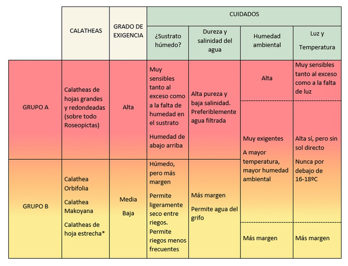 Cuadro de cultivo de las Calatheas