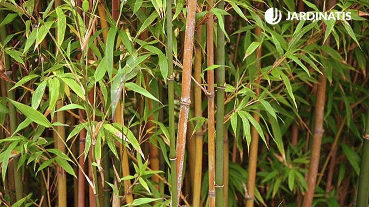 bambus variedades plantacion xl