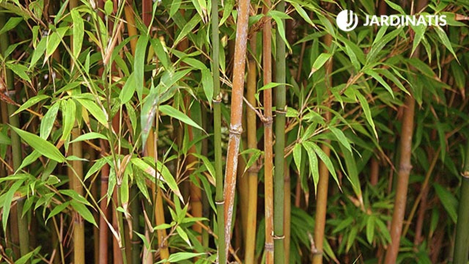 bambus variedades plantacion xl