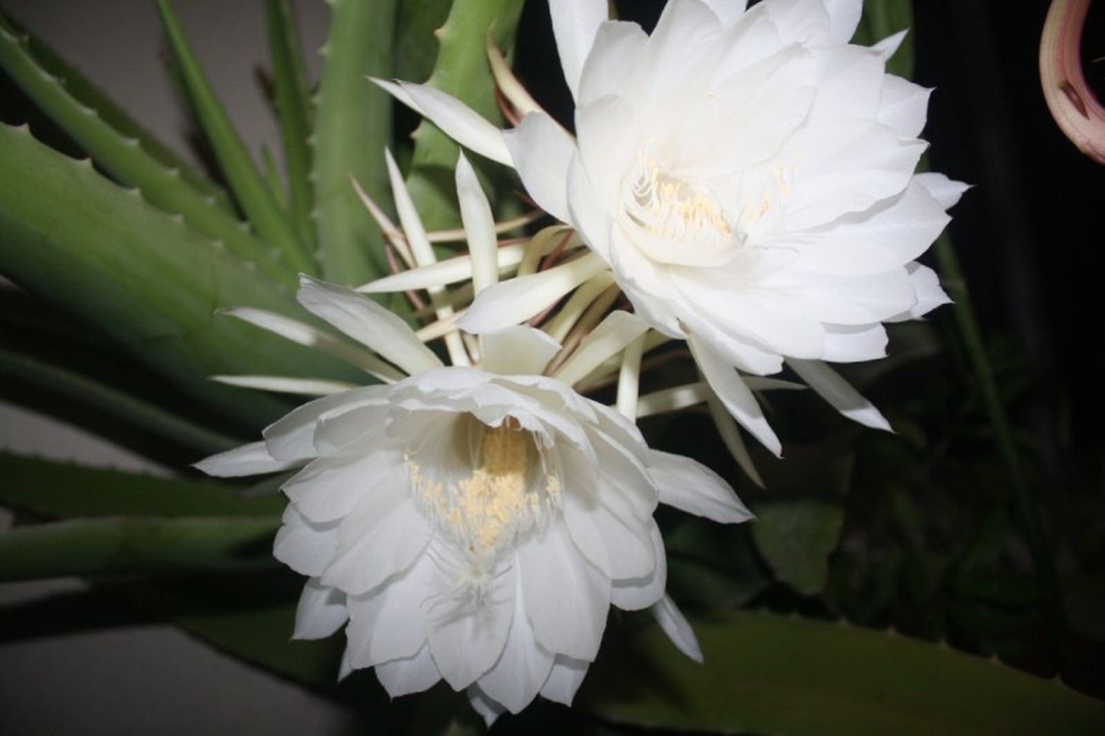 Saussurea obvallata