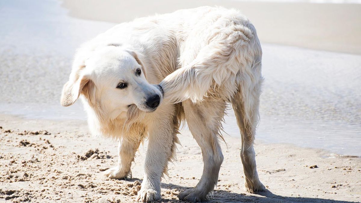 trastornos emocionales perros 3