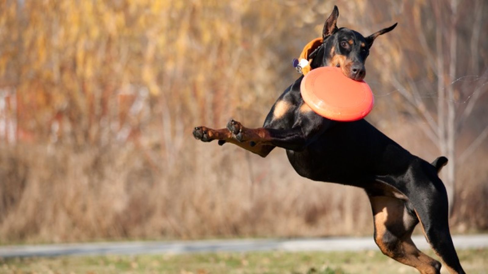 doberman 4