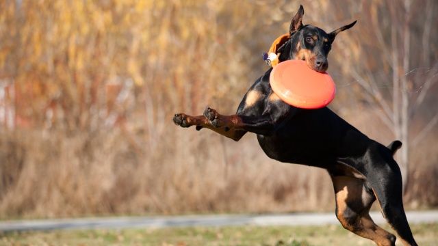 doberman 4