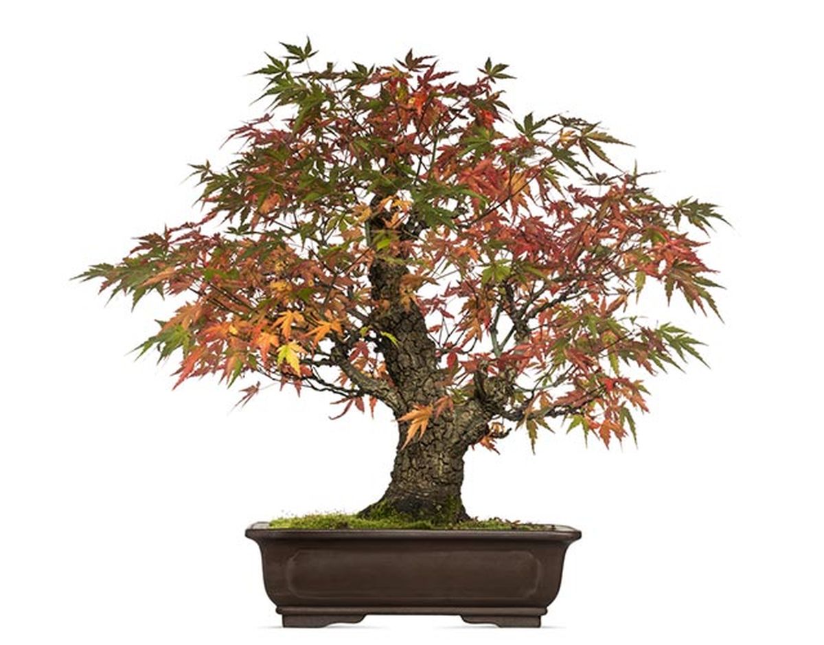 acer japonicum bonsai