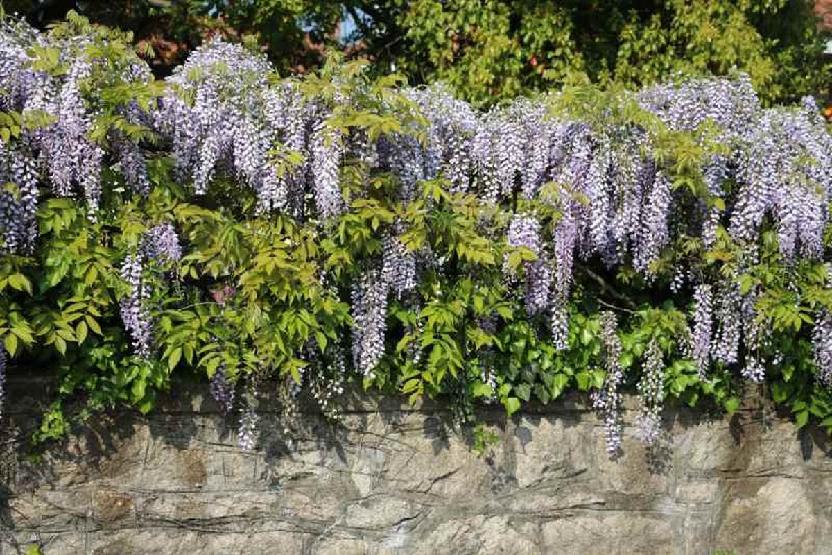 Glicinia o wisteria