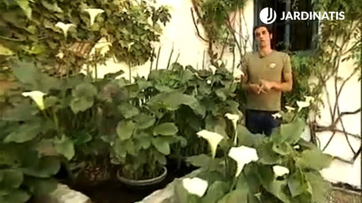 plantacion cala lirio de agua en alberca brico 370