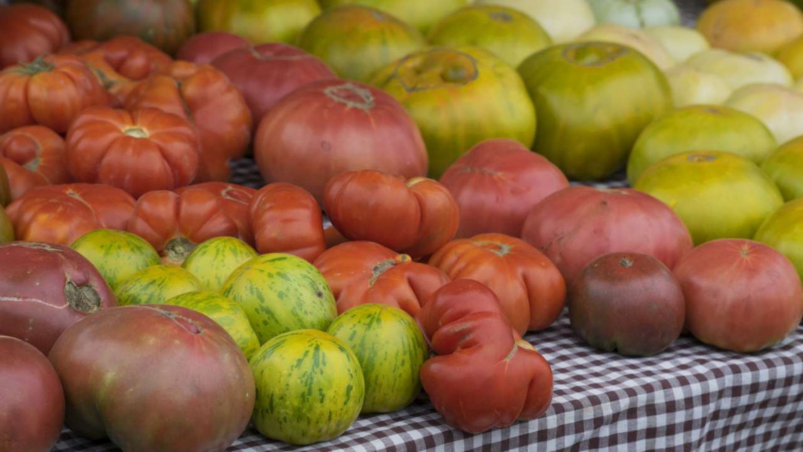 mejor tomate antiguo espana 2023
