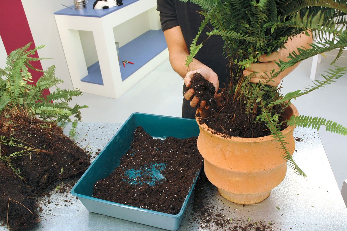 Composición con helechos y esparragueras p3