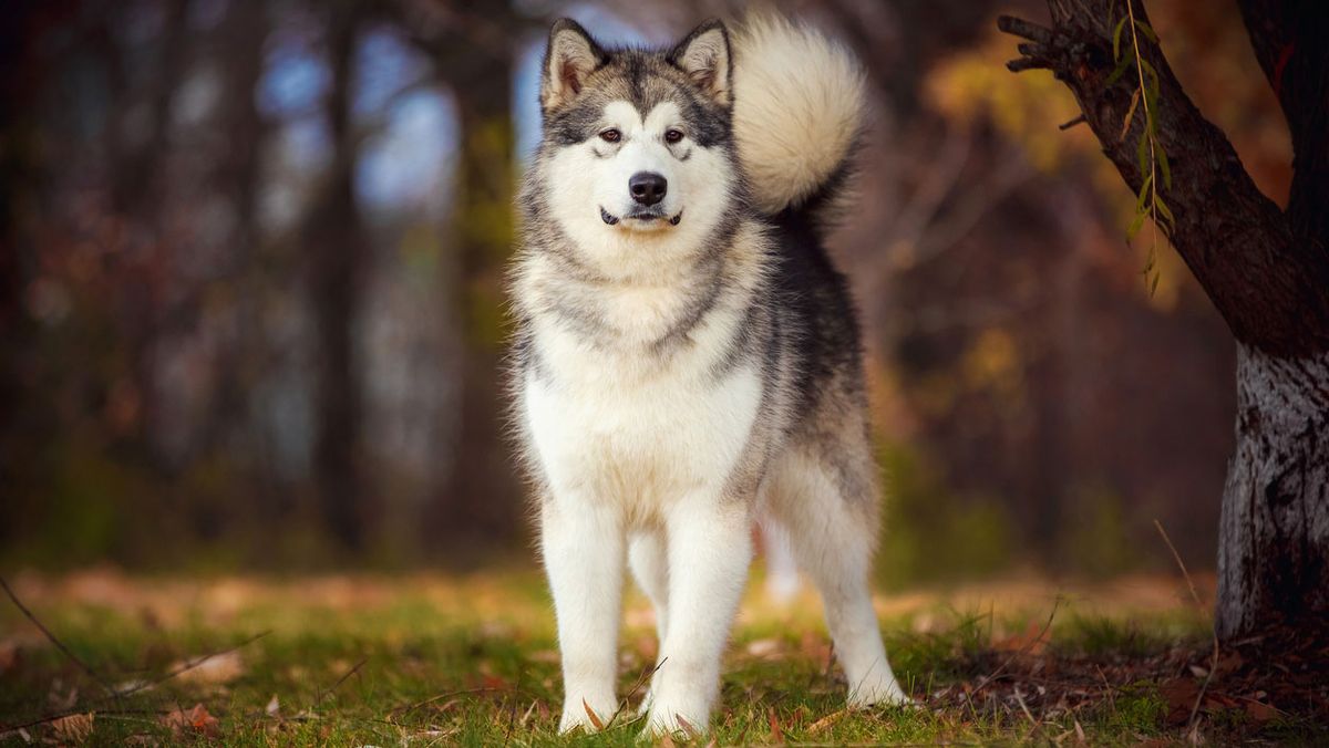 alaskan malamute