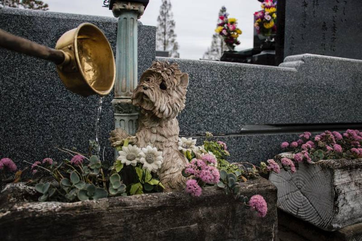 La incineración de tu mascota puede ser individual o colectiva