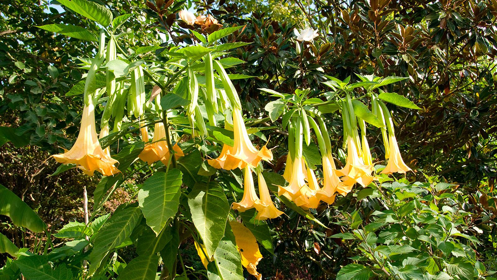 deco 269 plantas hojas grandes datura 1