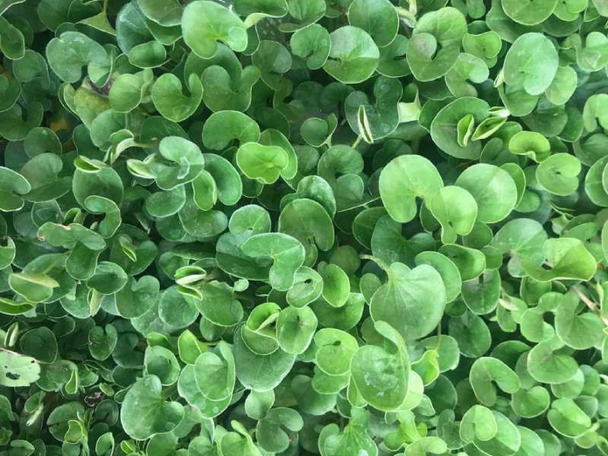 Dichondra repens.
